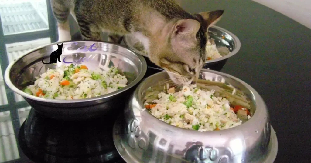 Homemade Wet Cat Food Recipes