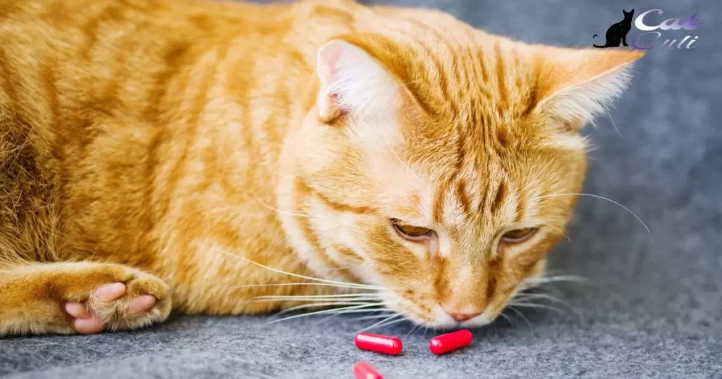 How Long Does It Take For A Cat To Digest A Pill