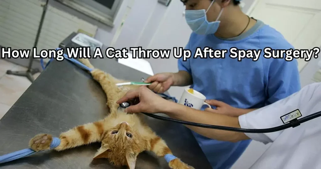 How Long Will A Cat Throw Up After Spay Surgery?