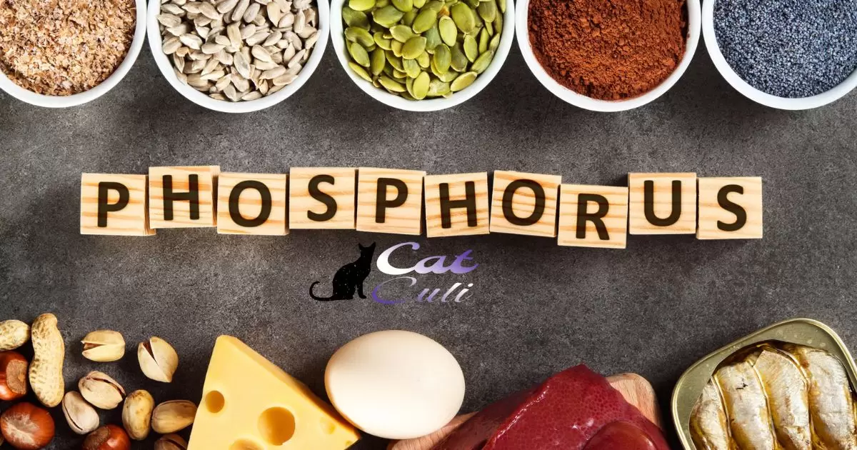 How To Calculate Phosphorus In Cat Food?