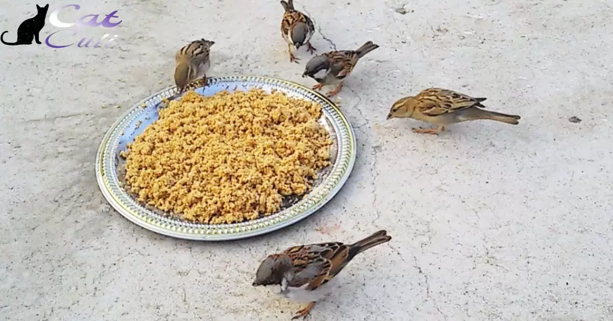 How To Keep Birds From Eating Cat Food?