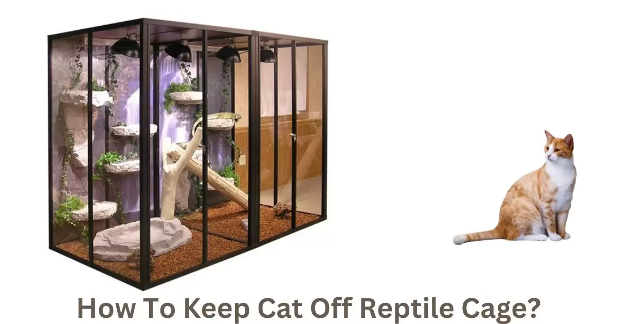 How To Keep Cat Off Reptile Cage?