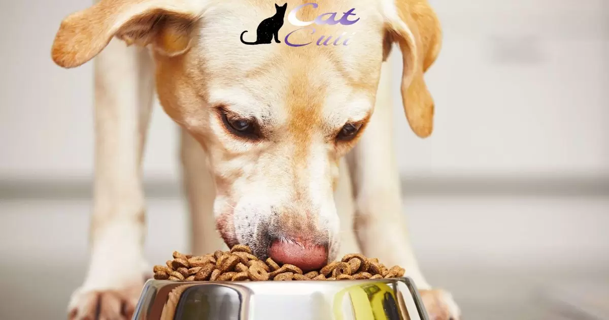 How To Keep The Dog From Eating The Cat Food?