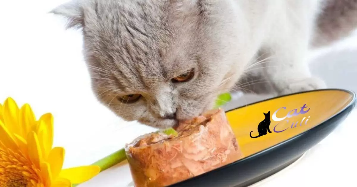 How To Make Cat Food Pate?