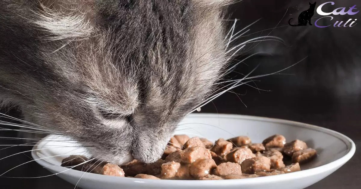 How To Soften Cat Food?