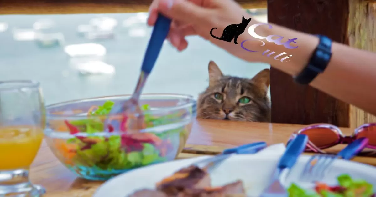 How To Stop Your Cat From Begging For Table Food?