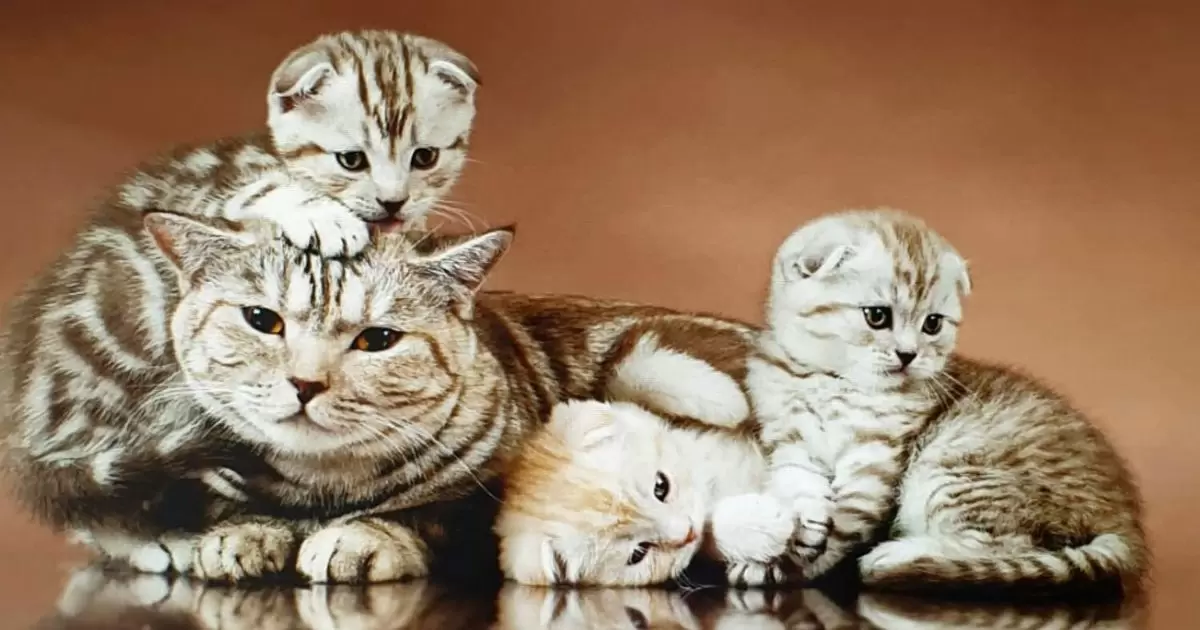 How To Tell If A Cat Has Had Kittens?
