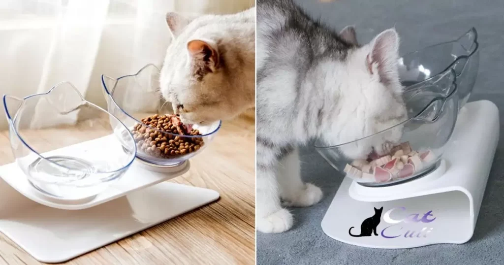 Instinctual Behaviour: Cat Bowl Toss