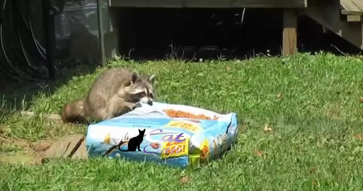 Is Cat Food Bad For Raccoons?