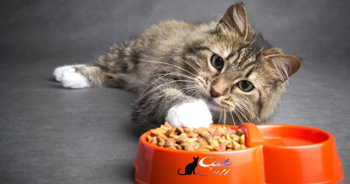 Is Rachael Ray Cat Food Bad For Cats?