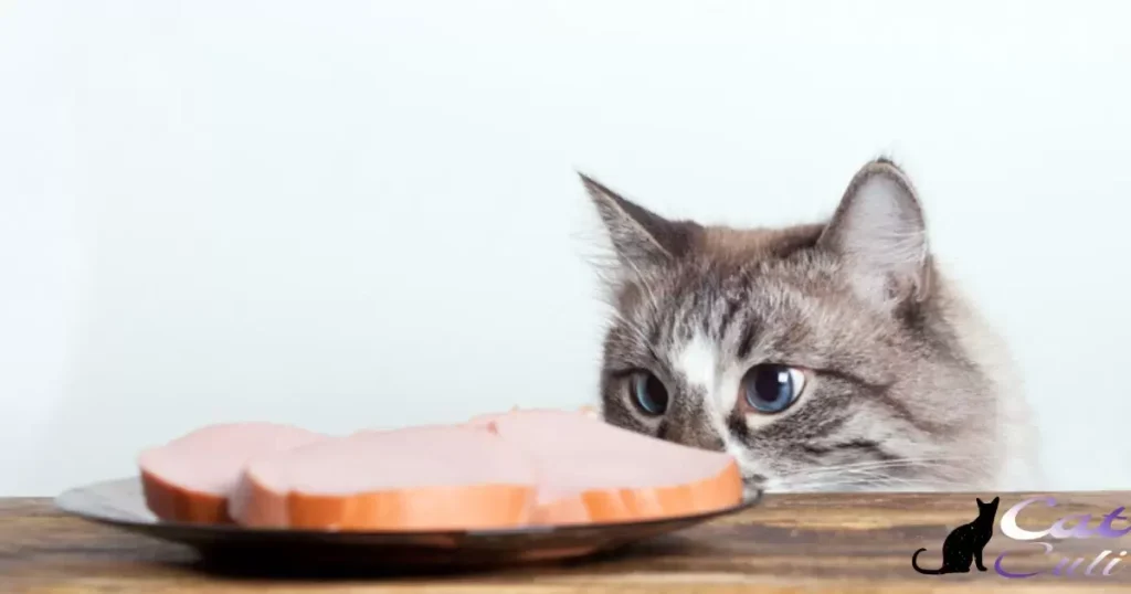 Is Your Cat Obsessed With Food?