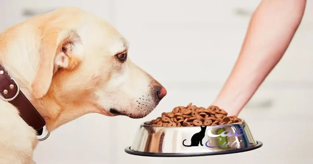 Keeping Your Dog From Eating Your Cat’s Food