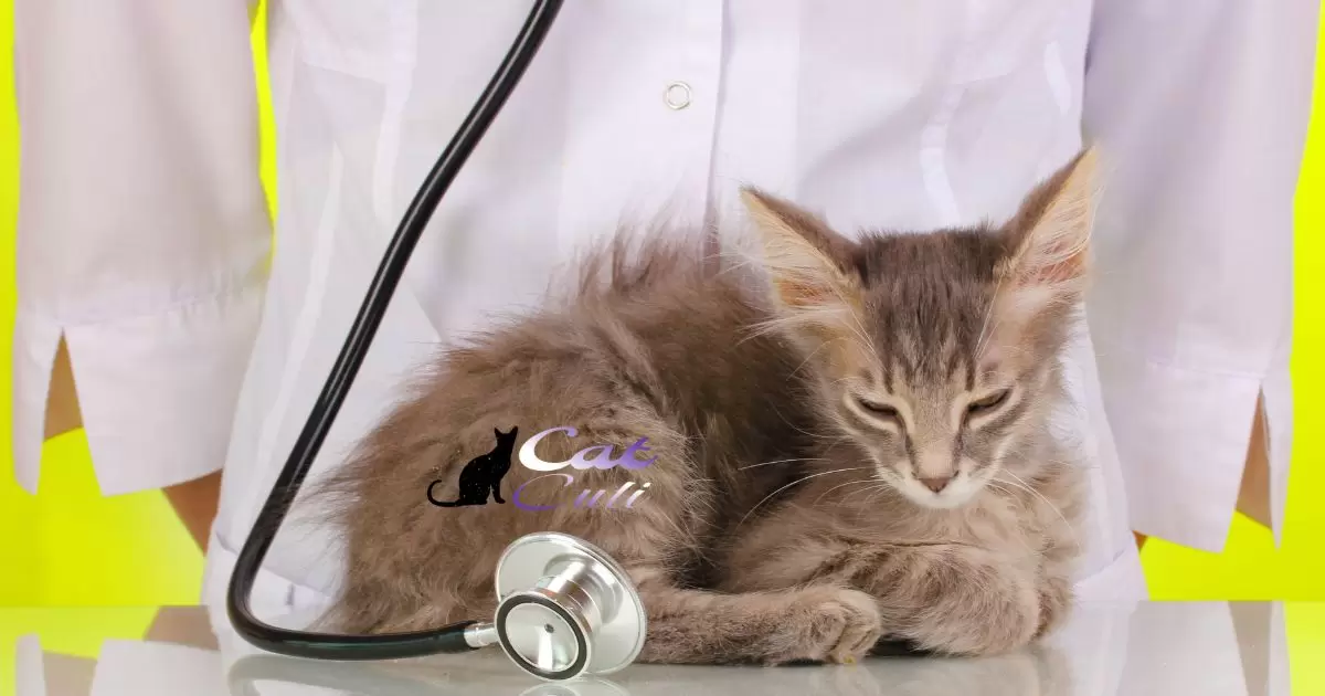 Kitten Trying To Nurse On Spayed Cat?