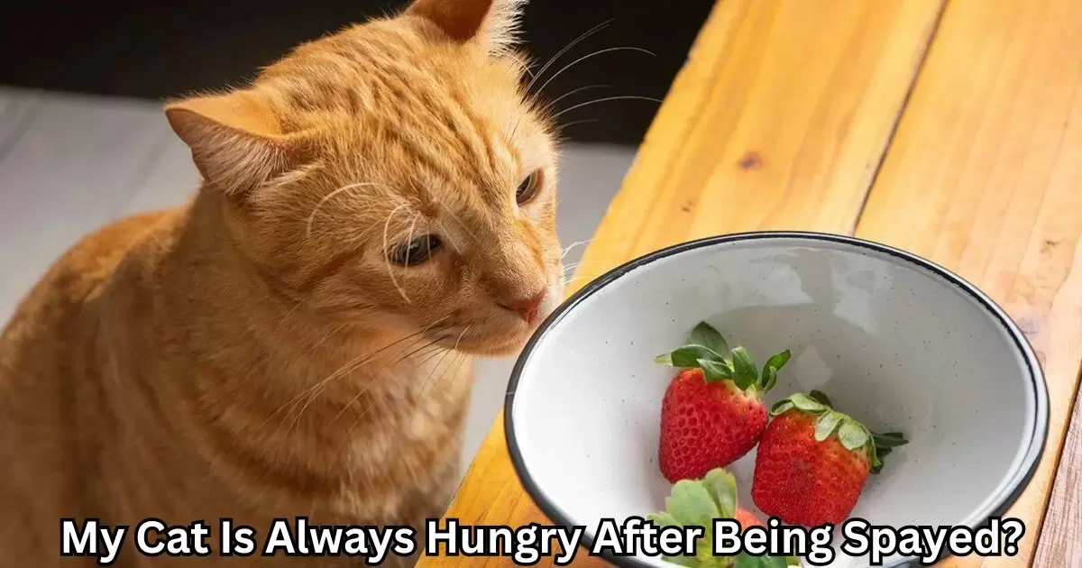 My Cat Is Always Hungry After Being Spayed?