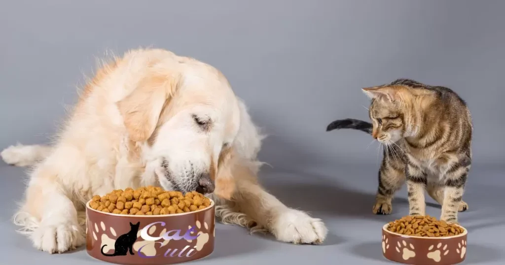 Separate Feeding Areas: Dogs And Cats