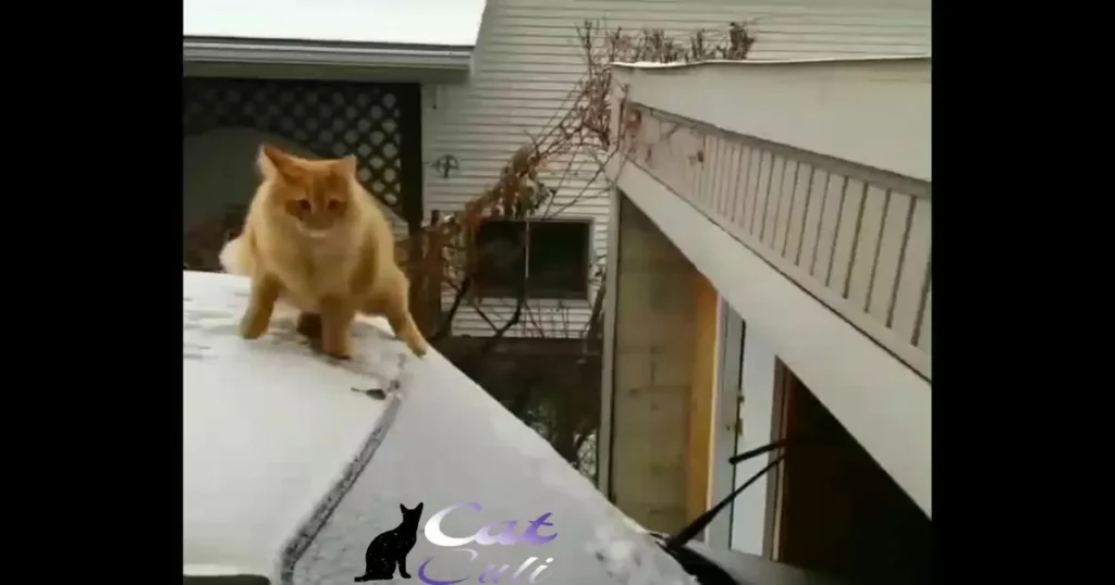 Should catfood-motivated balcony jump injuries be treated urgently?