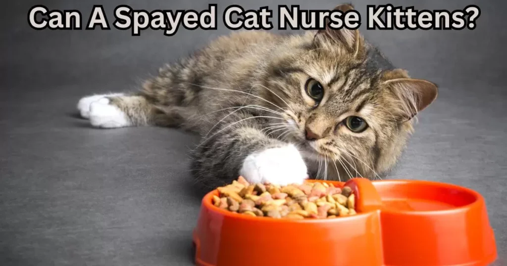 Should You Supplement A Spayed Cat's Kittens With Cat Food?