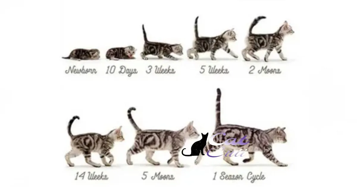 Understanding Normal Kitten Development