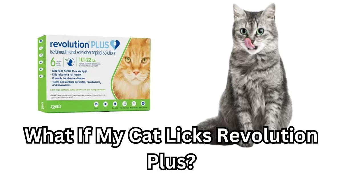 What If My Cat Licks Revolution Plus?