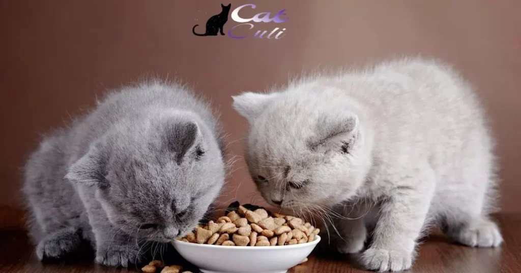 What Is The Healthiest Best Wet Cat Food?