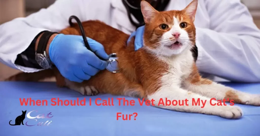 When Should I Call The Vet About My Cat's Fur?
