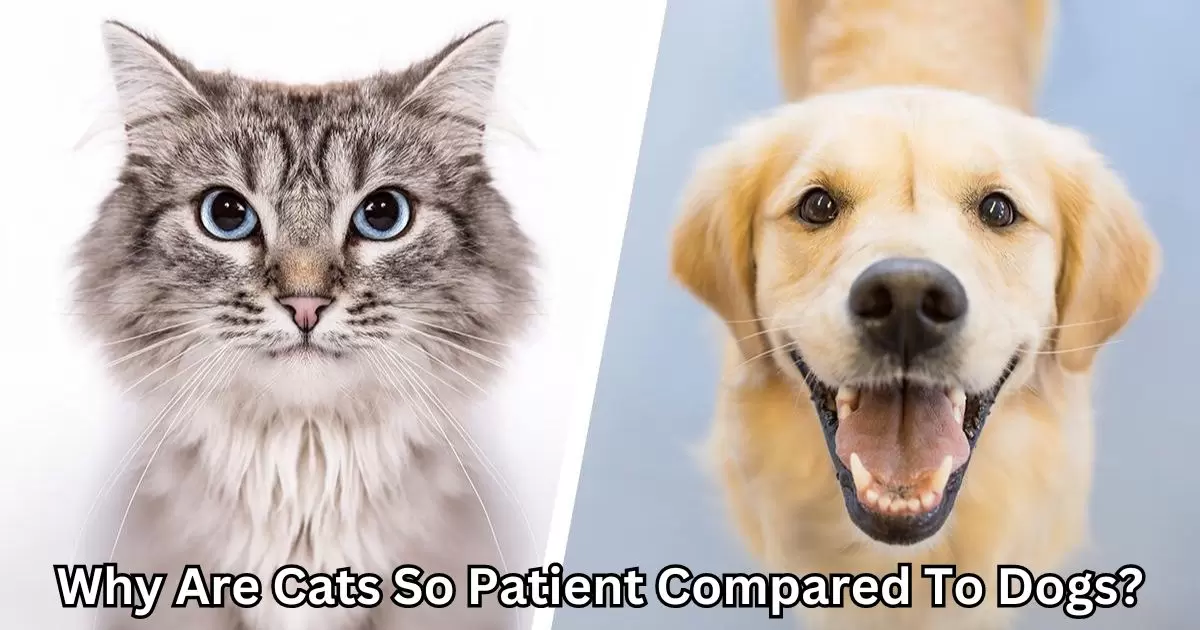 Why Are Cats So Patient Compared To Dogs?