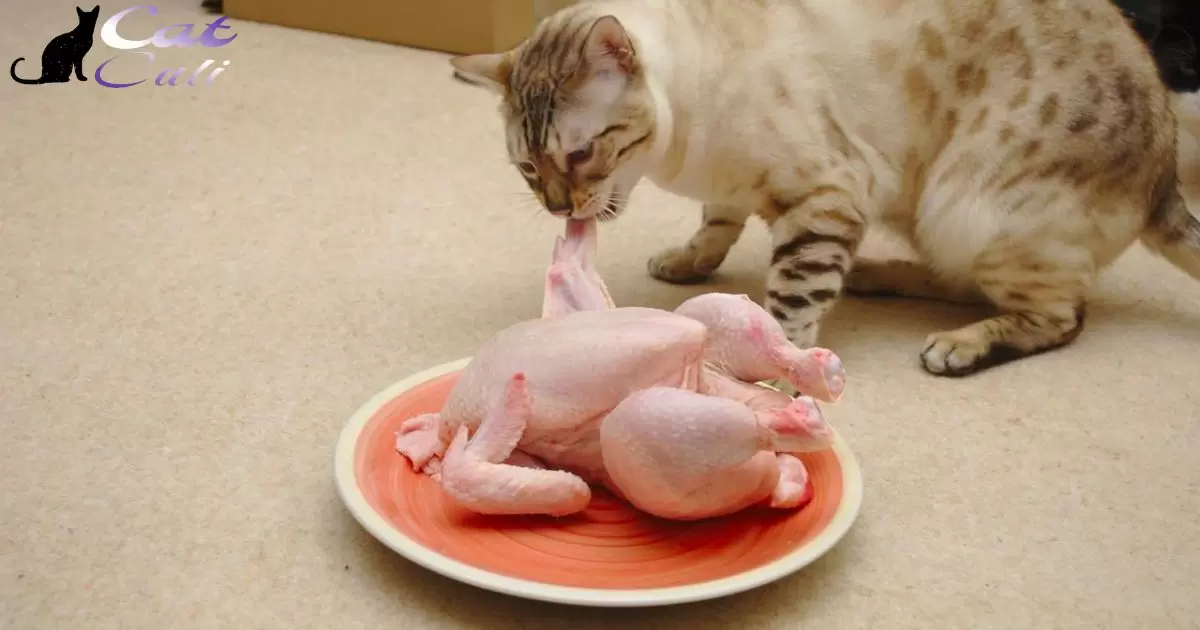 Chickens Like Cat Food