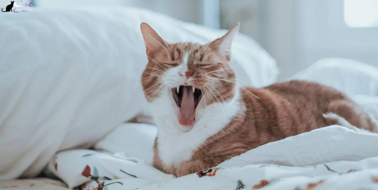 Why Does My Cat Purr With His Mouth Open?
