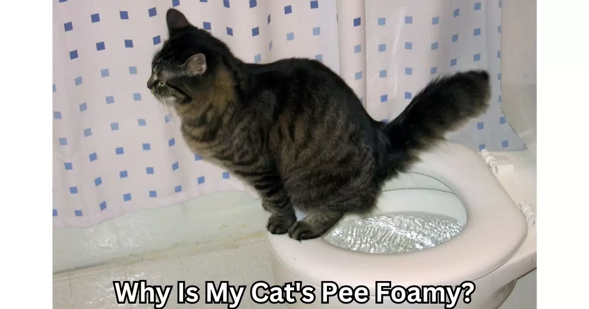 Why Is My Cat's Pee Foamy?