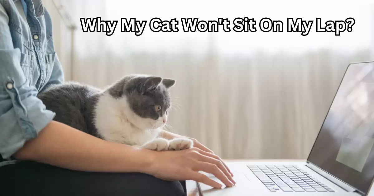 Why My Cat Won't Sit On My Lap?