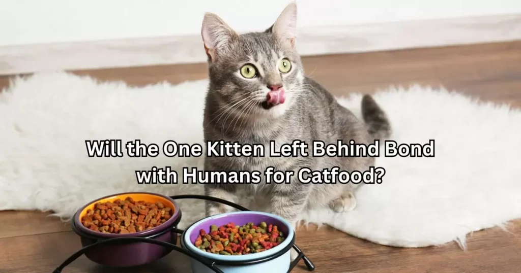 Will the One Kitten Left Behind Bond with Humans for Catfood?