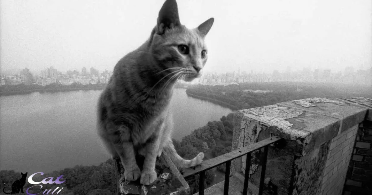 Would A Cat Jump Off A Balcony?