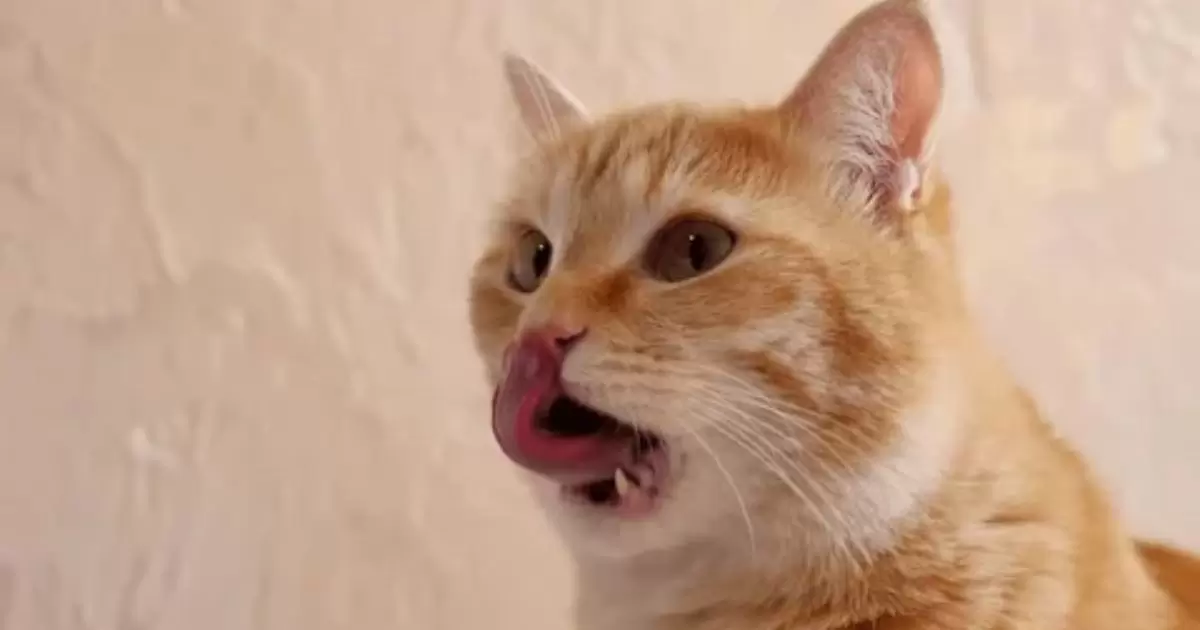 Cat Licking Lips A Lot After Eating