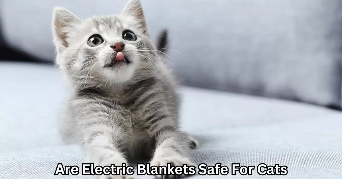 Are Electric Blankets Safe For Cats