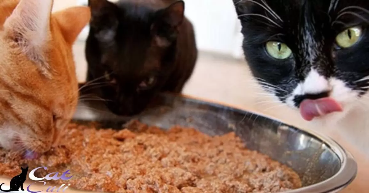 Can Adult Cats Eat Kitten Food?