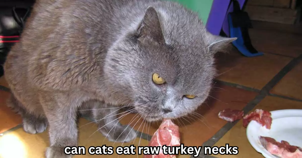 Can Cats Eat Raw Turkey Necks