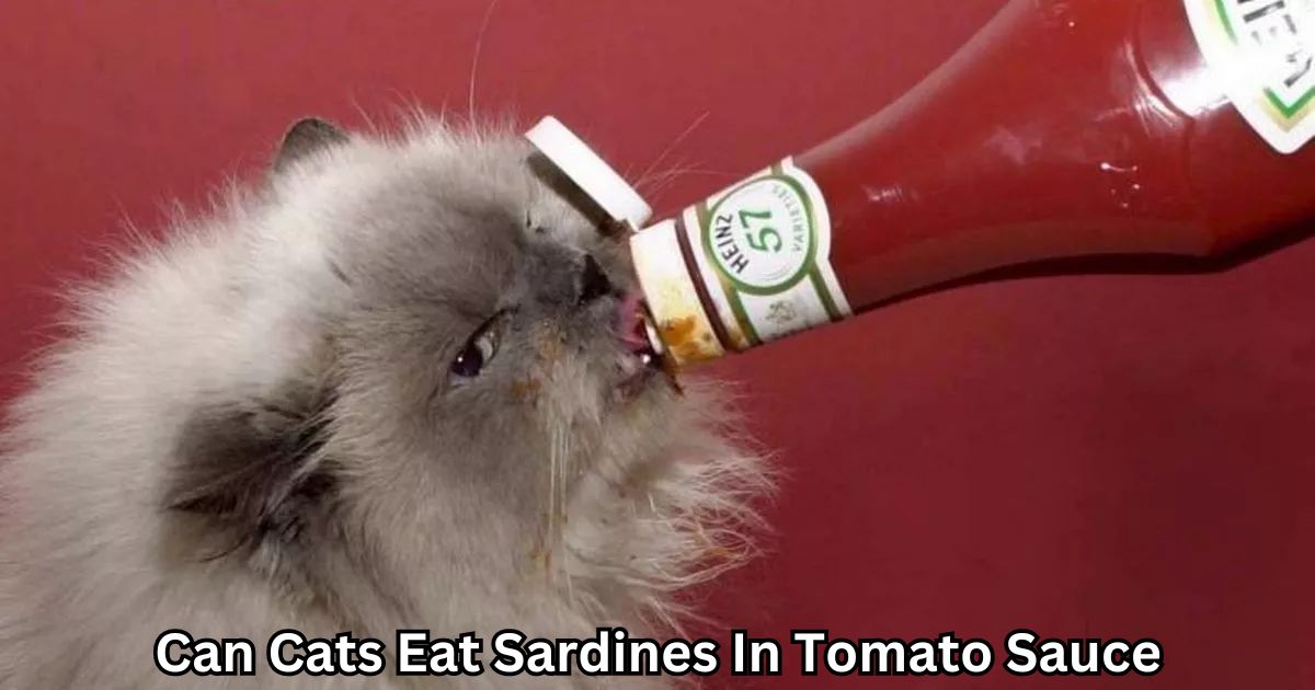 Can Cats Eat Sardines In Tomato Sauce