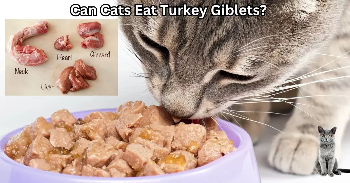 Can Cats Eat Turkey Giblets?