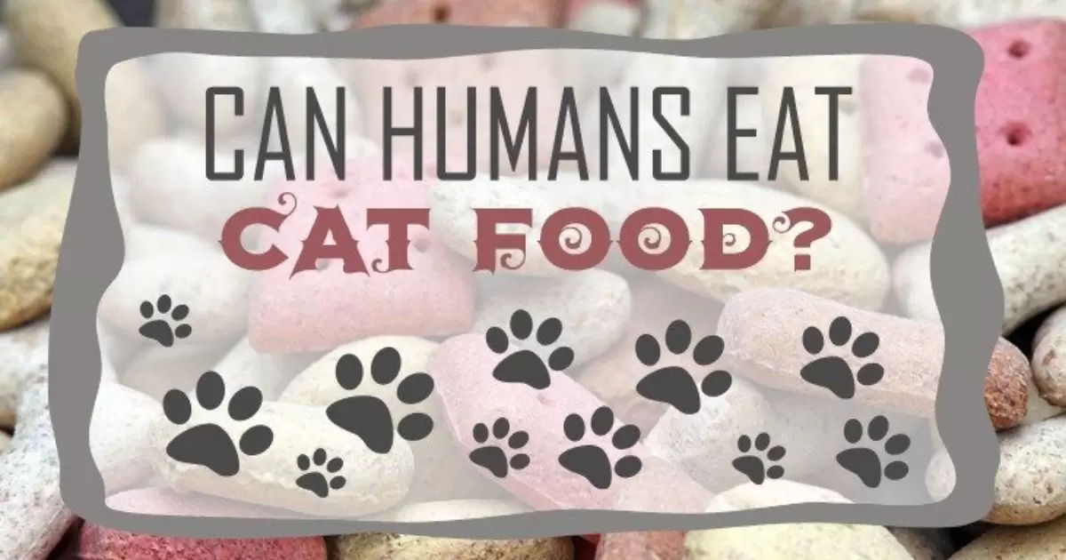 Can Humans Eat Cat Food?