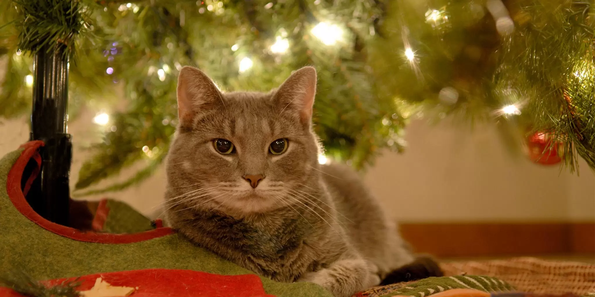 Cat Chewing On Artificial Christmas Tree?