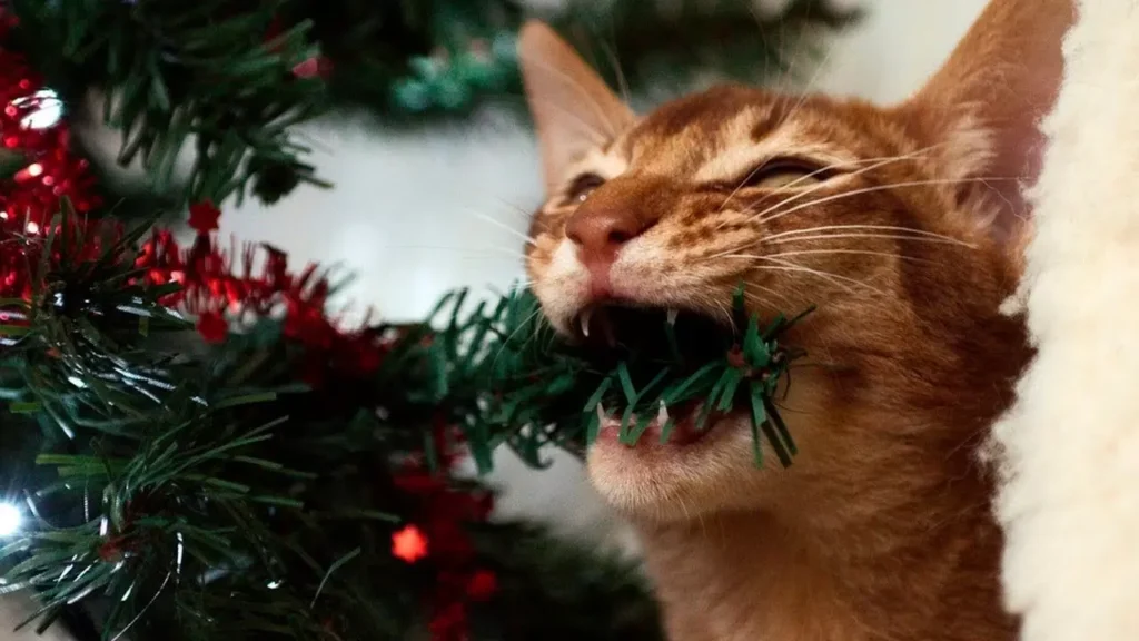 Cat From Chewing The Christmas Tree