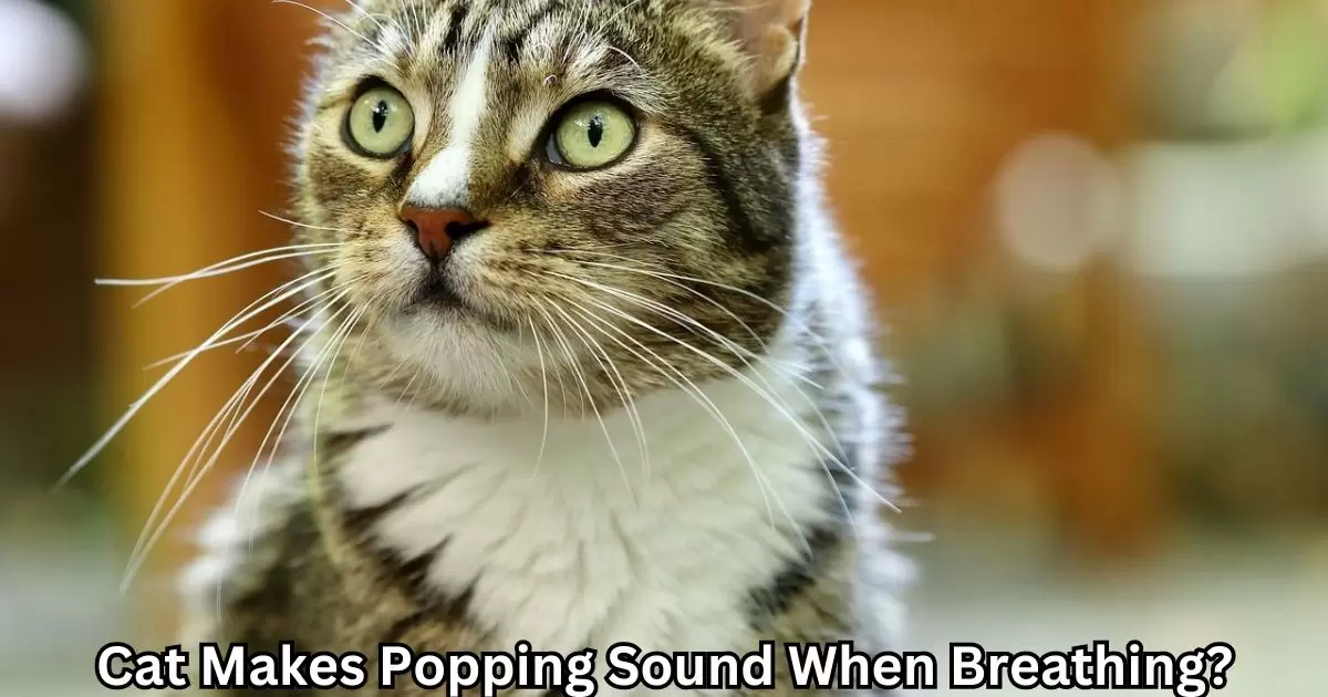 Cat Makes Popping Sound When Breathing?