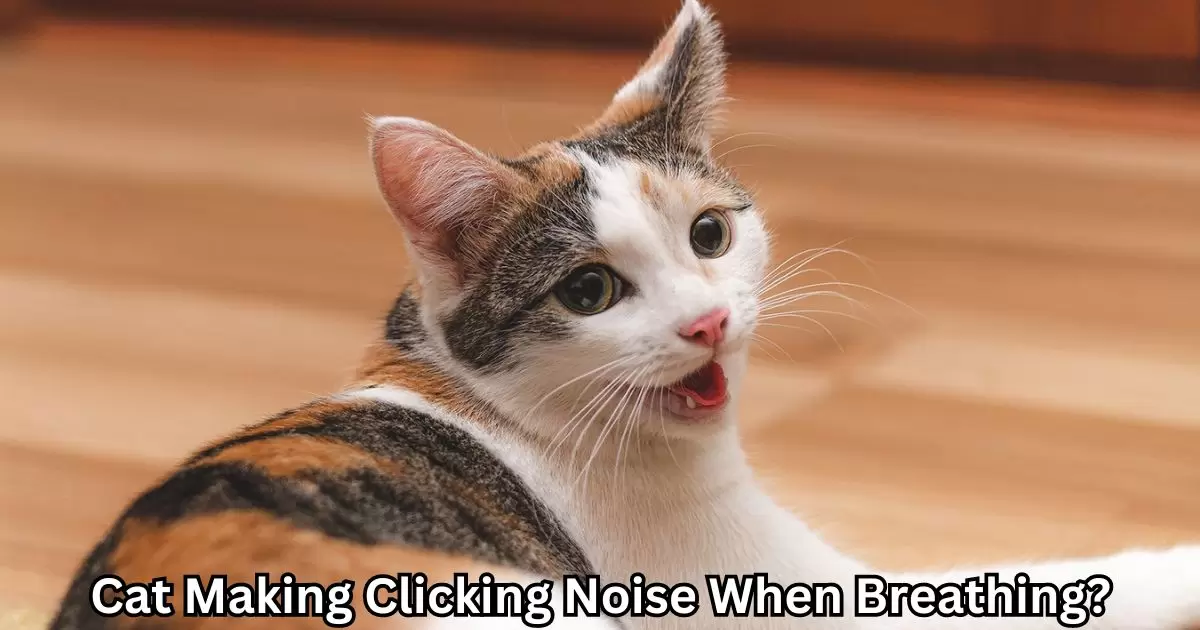 Cat Making Clicking Noise When Breathing?Cat Making Clicking Noise When Breathing?