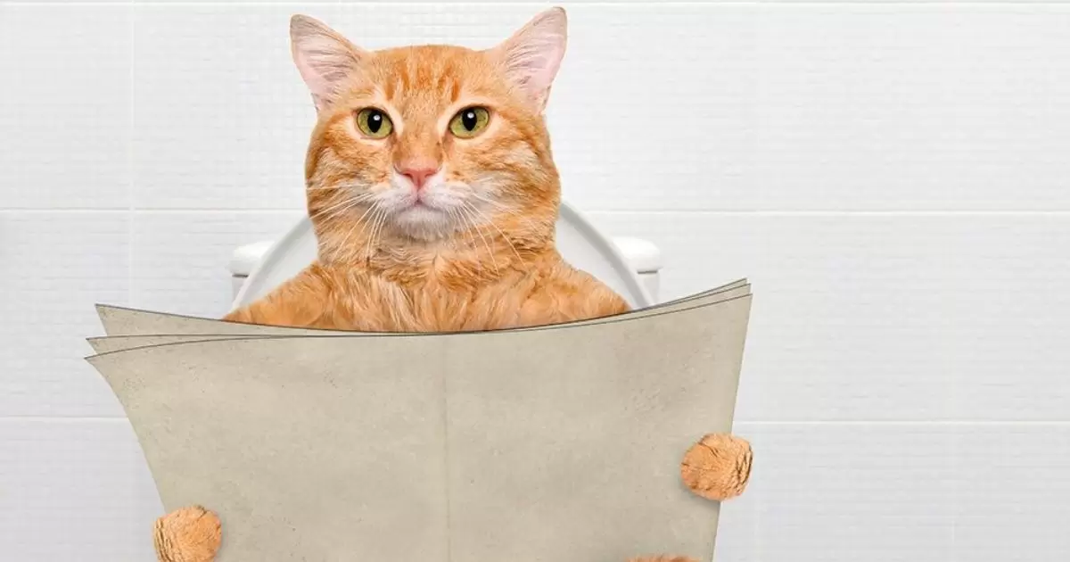 Cat Won't Use Paper Litter After Neuter?