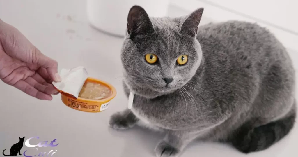 Does The Type Of Wet Cat Food Matter?