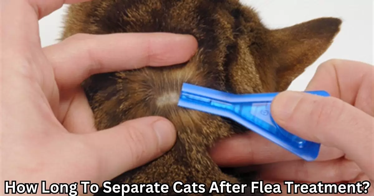 How Long To Separate Cats After Flea Treatment?