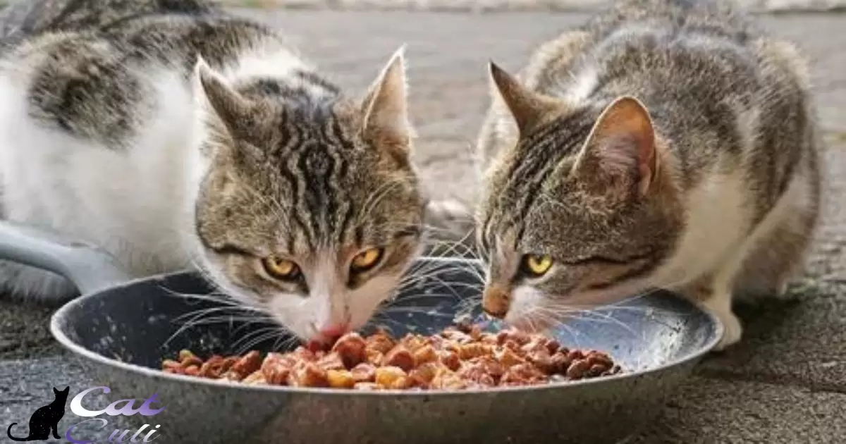 How Much Canned Food To Feed A Cat?