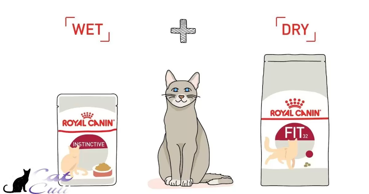 How Much Wet Food To Feed A Cat Calculator?