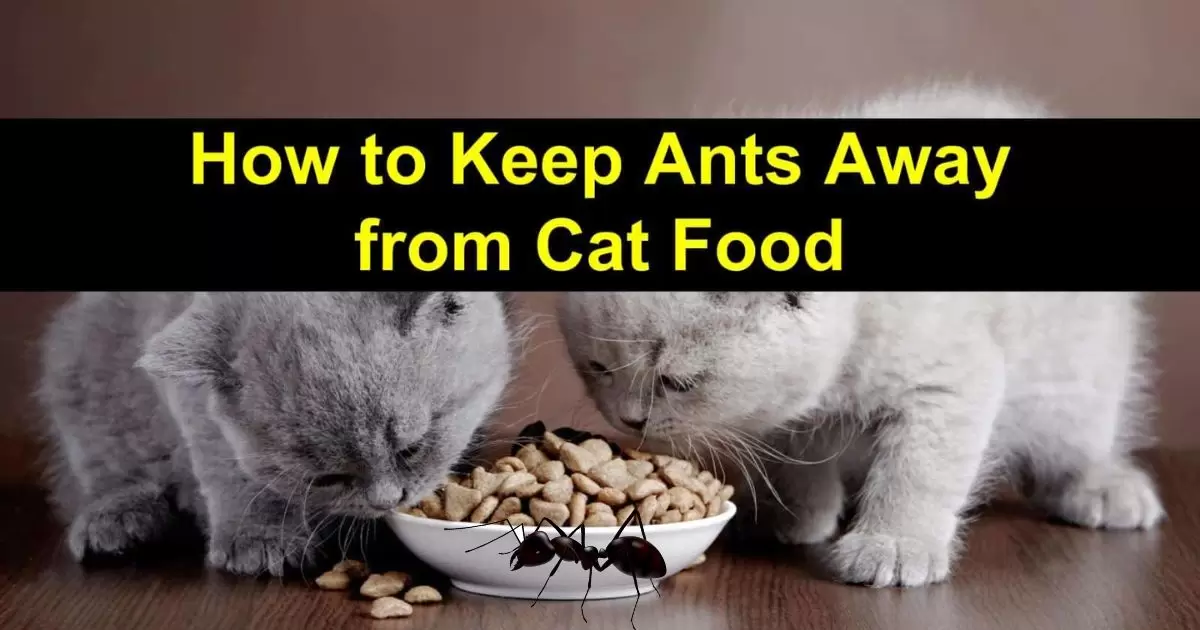 How To Keep Ants Out Of Cat Food?