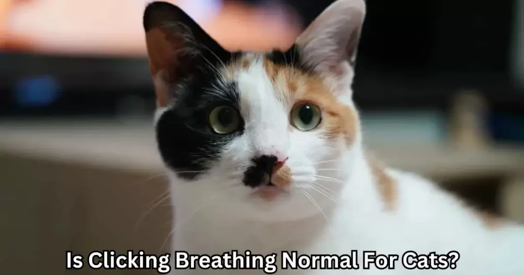 Is Clicking Breathing Normal For Cats?